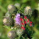 6 spot burnet moth